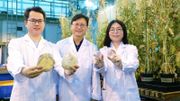 浸會大學生物學家發現兩個海月貝新物種：命名河口海月和玻璃海月