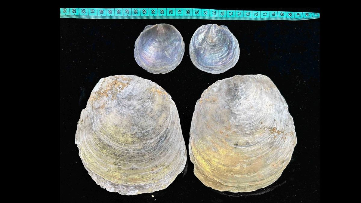 浸會大學, 海月貝, 河口海月, 玻璃海月, hkbt, 香港財經時報