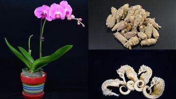 漁護署, 瀕危物種, hkbt, 香港財經時報