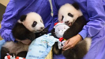 海洋公園新春活動, 大熊貓bb及川金絲猴寶寶2月16日與公眾見面, 香港財經時報