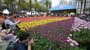 香港花卉展覽2025｜3月14日至23日維園舉行！入場攻略懶人包